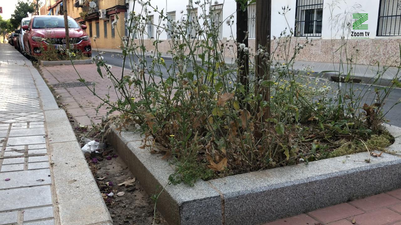 alcorques